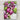 Set 2 Federe Sogni d'Oro 100% Cotone 50x80 cm – Fantasie Varie – Lovely Home