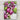 Set 2 Federe Sogni d'oro in cotone fantasia di Lovely Home